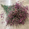 LIMONIUM SCARLET DIAMOND RÖD